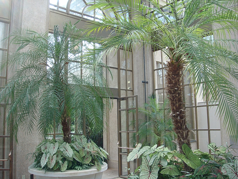 240 Longwood Gardens [2008 August 23].JPG - Longwood Gardens in Pennsylvania